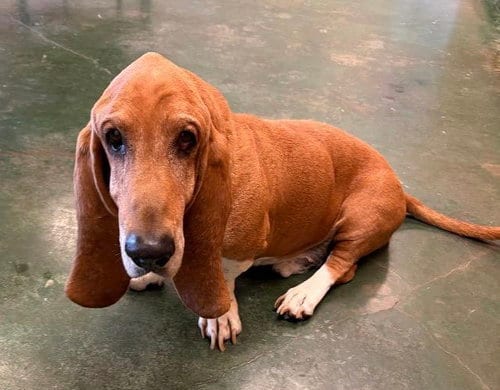Photo of Huck, adoptable Basset Hound in Grapevine, Texas