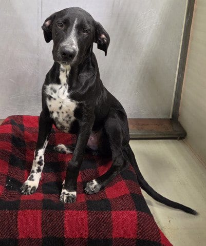 Photo of Minion, adoptable Border Collie in Bakersfield, California