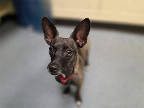 Photo of Toto, adoptable Chihuahua in Denver, Colorado