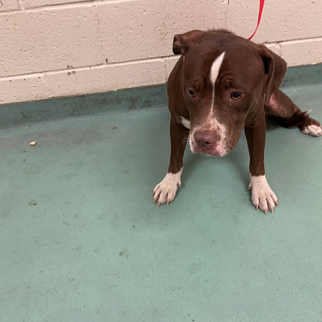 Photo of Pearl, adoptable Mixed Breed (Medium)