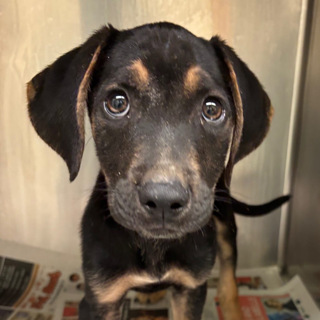 Photo of Walter, adoptable dog