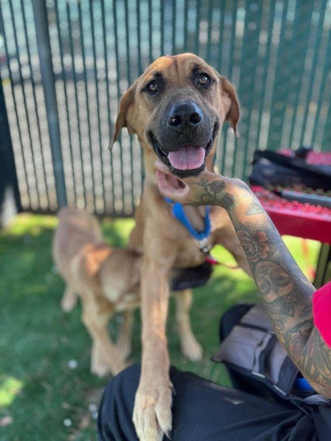 Photo of Bella, adoptable German Shepherd Dog in San Bernardino, California
