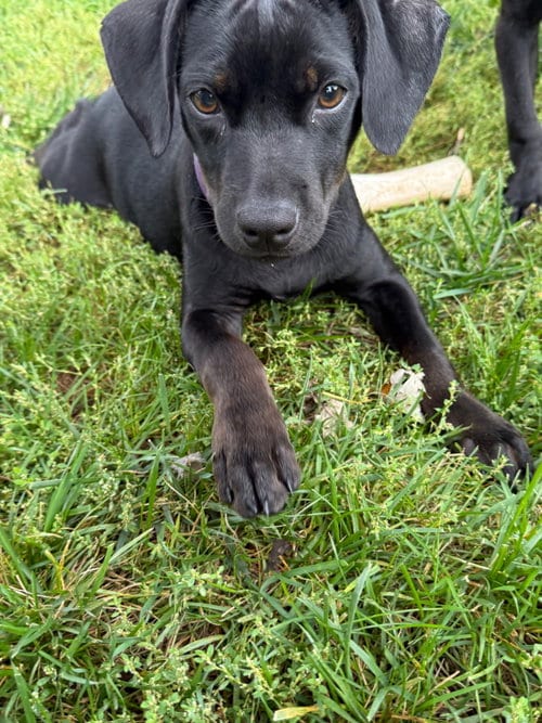 Photo of Gina, adoptable Labrador Retriever in Tarrytown, Georgia
