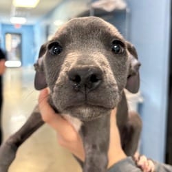 Photo of Marengo 3005, adoptable Mixed Breed (Medium) in Loxahatchee, Florida
