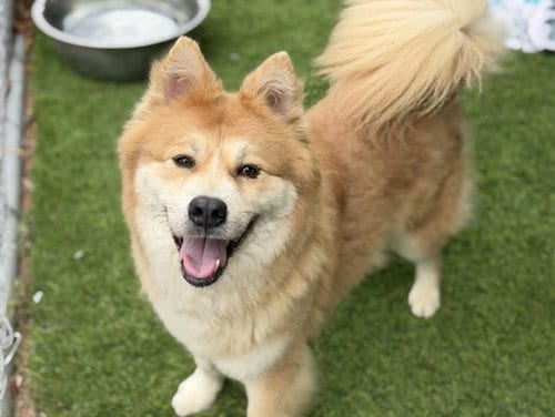 Photo of Honey, adoptable Chow Chow in Chula Vista, California