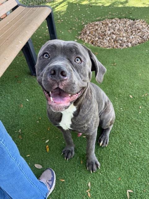 Photo of Meatball, adoptable Cane Corso Mastiff in Fort Myers, Florida