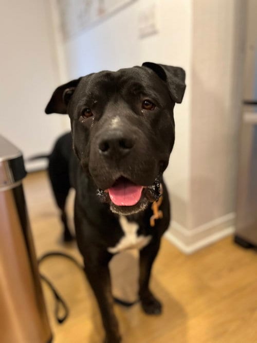 Photo of Duckie, adoptable Cane Corso Mastiff in ROSEVILLE, California