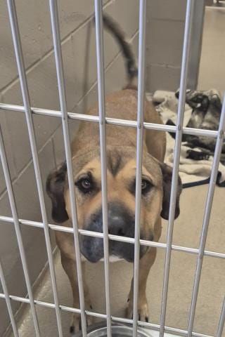 Photo of Merida, adoptable Pit Bull Terrier in Decatur, Illinois
