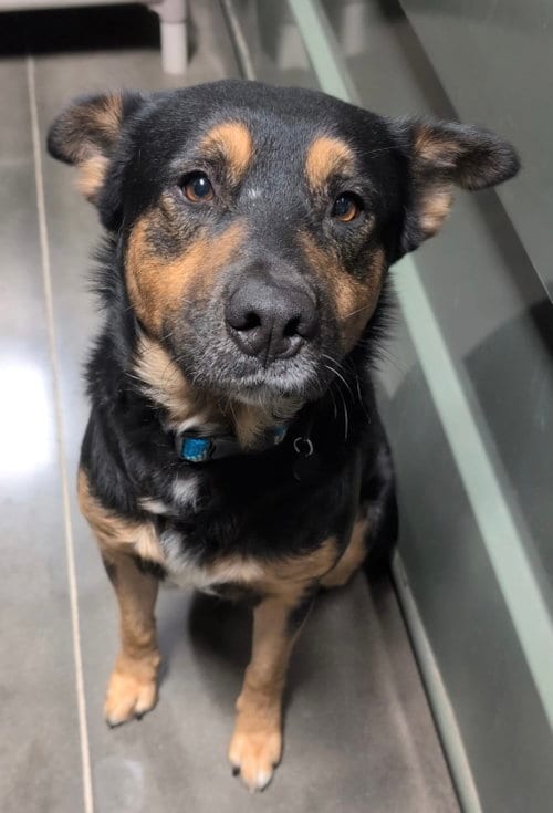 Photo of Orville, adoptable German Shepherd Dog in The Woodlands, Texas