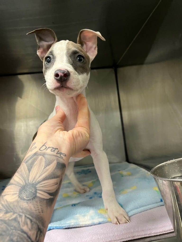 Photo of Loulou/Baby Girl (Moochie), adoptable Mixed Breed in Brazil, Indiana