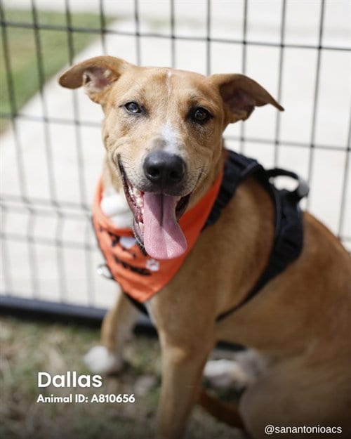 Photo of Dallas, adoptable Terrier in San Antonio, Texas