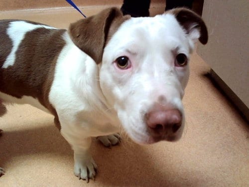 Photo of Brick, adoptable Pit Bull Terrier in Martinez, California