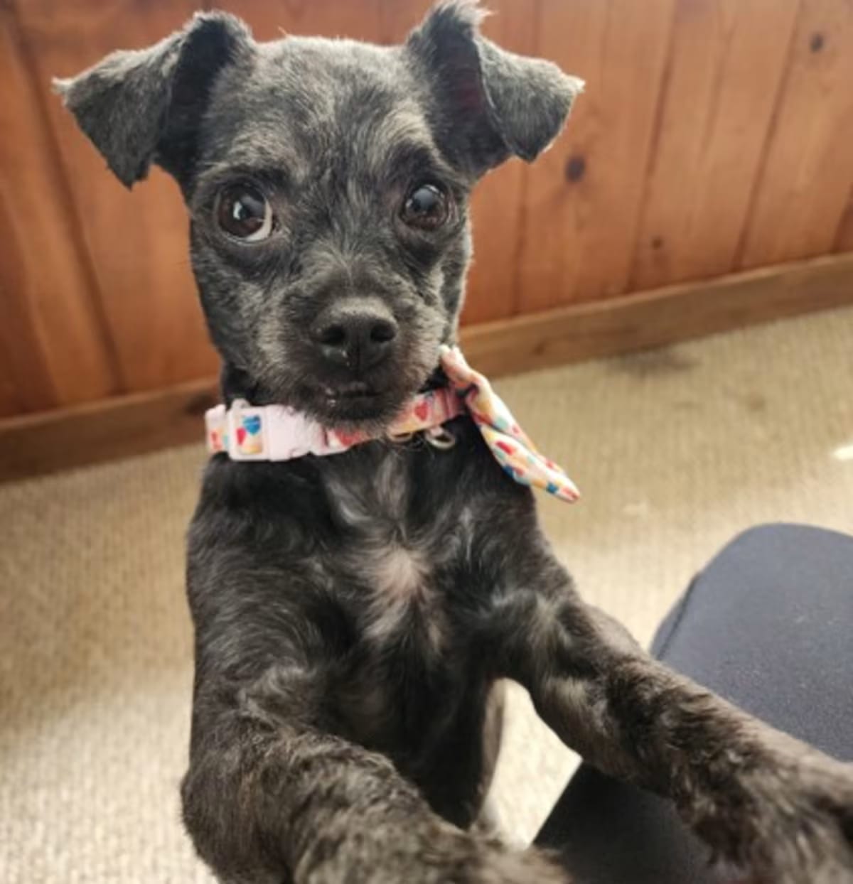Photo of Nyla, adoptable Poodle (Toy or Tea Cup) in Palatine, Illinois