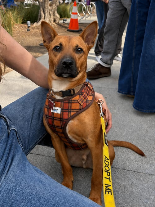 Photo of Jorge, adoptable Black Mouth Cur in Inglewood, California