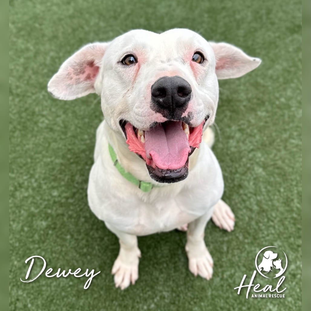 Photo of Dewey, adoptable Terrier, Bull / Mixed Breed (Medium) in Youngwood, Pennsylvania
