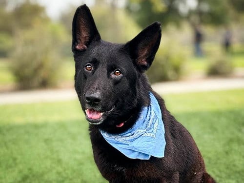 Photo of Don, adoptable German Shepherd Dog in San Pedro, California
