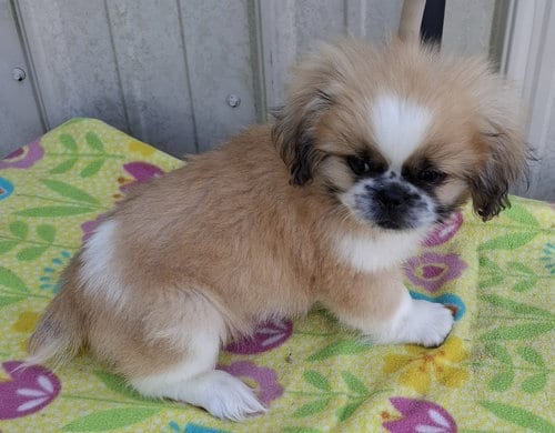 Photo of Spice, adoptable Pekingese in Mountain View, Missouri