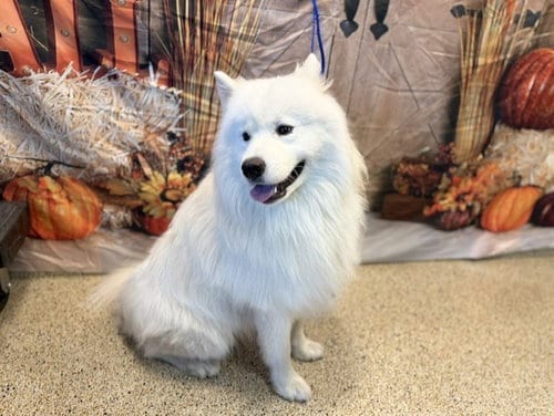 Photo of Zeus, adoptable Samoyed in Miami, Florida