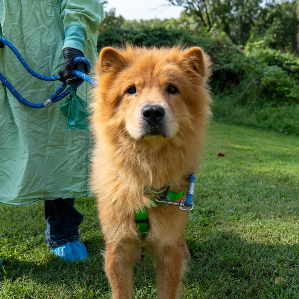 Photo of Codename: Roxy, adoptable Chow Chow / Mix in Baltimore, Maryland