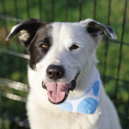Photo of BO, adoptable Australian Shepherd in San Antonio, Texas
