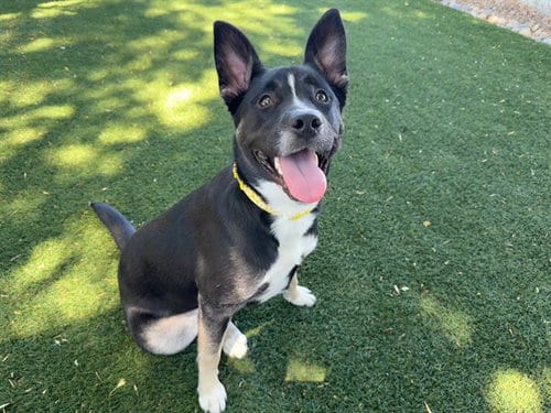 Photo of Kennedy, adoptable German Shepherd Dog in Antioch, California