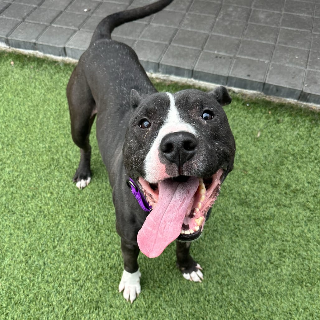 Photo of Hot Cocoa, adoptable Mixed Breed (Medium) in San Francisco, California