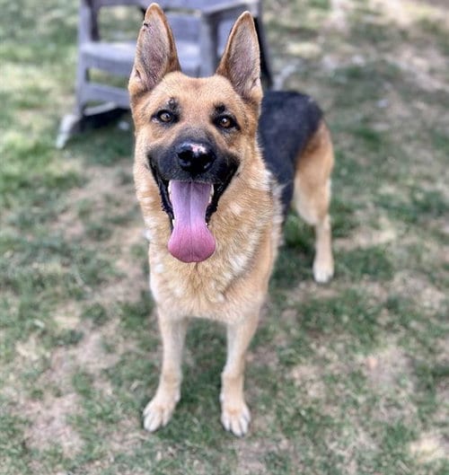 Photo of Jasper, adoptable German Shepherd Dog in Riverside, California