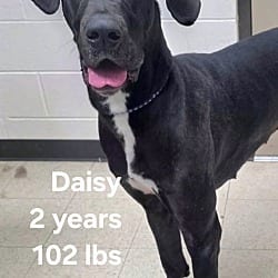 Photo of Daisy, adoptable Great Dane in Salisbury, North Carolina