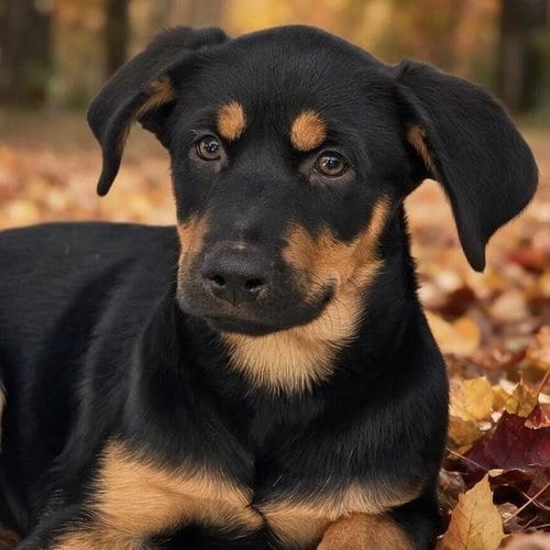 Photo of Eureka Pup - Jo Lupo, adoptable Wirehaired Fox Terrier in San Diego, California
