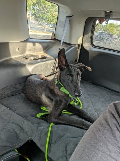 Photo of Pickles - Located in Colorado, adoptable Belgian Shepherd Malinois in Imlay City, Michigan
