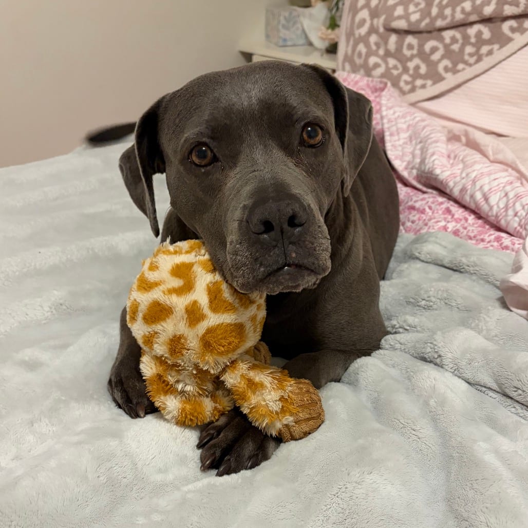 Photo of Binky, adoptable Bulldog, American / Terrier, American Pit Bull in York, Pennsylvania