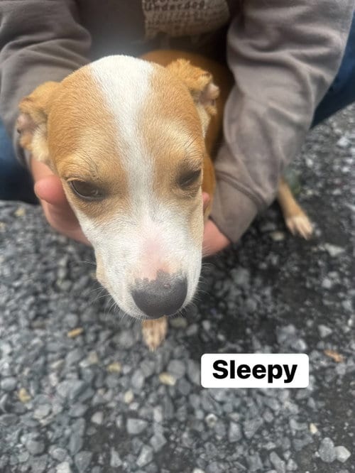 Photo of Sleepy (13wo, 20lbs), adoptable Hound in Hinton, West Virginia