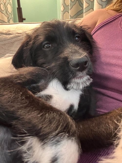 Photo of Mulan, adoptable Unknown breed in Mcclellanville, South Carolina