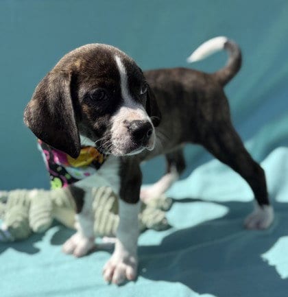 Photo of Voodoo, adoptable Pit Bull Terrier in Warrenton, Virginia
