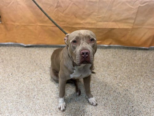 Photo of Woody, adoptable American Pit Bull Terrier in Miami, Florida