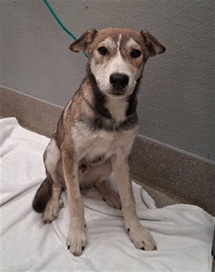 Photo of Rumble, adoptable German Shepherd Dog in Las Vegas, Nevada