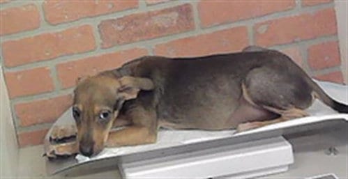 Photo of Mickey, adoptable Labrador Retriever in Houston, Texas