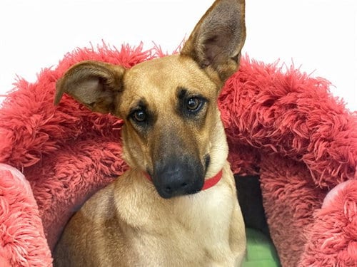 Photo of Coleslaw, adoptable Labrador Retriever in Ft Lauderdale, Florida