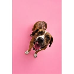 Photo of Mia, adoptable American Bulldog in Doral, Florida