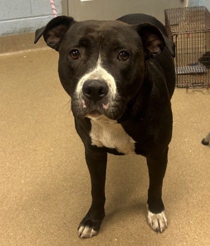 Photo of Papaya, adoptable dog in Chamblee, Georgia
