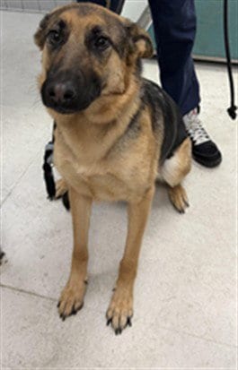 Photo of Gunner, adoptable German Shepherd Dog in Los Angeles, California