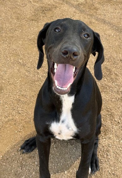 Photo of Chu-Chu, adoptable Great Dane in Killeen, Texas