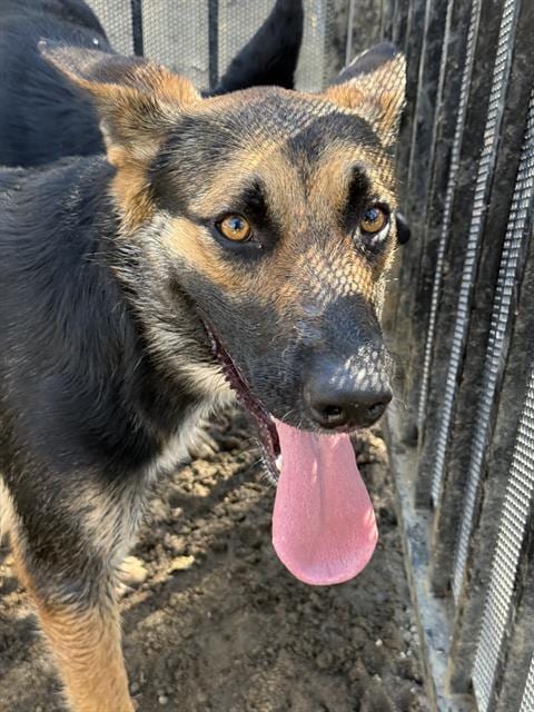 Photo of Princess, adoptable German Shepherd Dog in Riverside, California