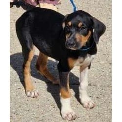 Photo of Falcor, adoptable Doberman Pinscher in Washington, District of Columbia