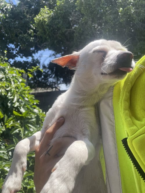 Photo of Felipe, adoptable Chihuahua in San Diego, California