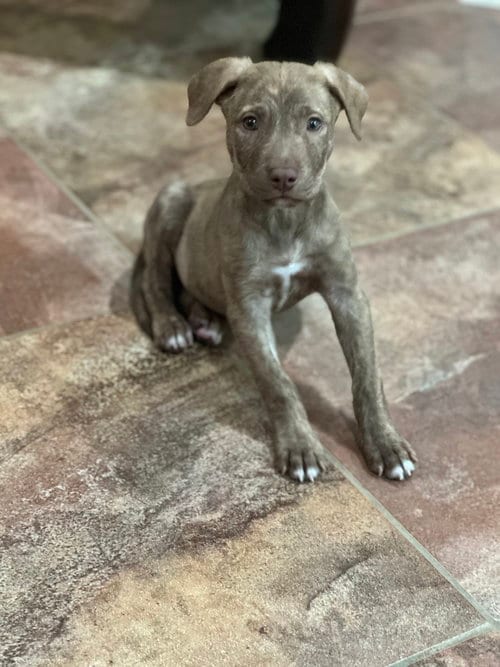 Photo of Eeny, adoptable Labrador Retriever in Sedalia, Colorado