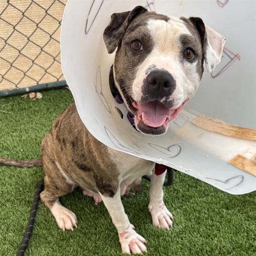 Photo of Abigail, adoptable American Pit Bull Terrier in Phoenix, Arizona