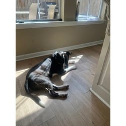 Photo of Ozzy, adoptable Mixed Breed (Medium) in Baton Rouge, Louisiana