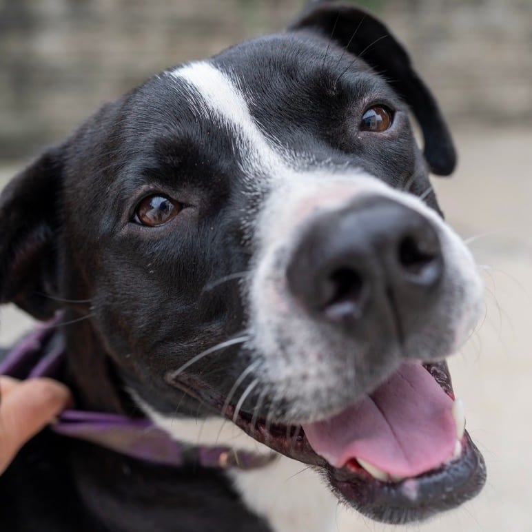 Photo of Pierce, adoptable Mixed Breed (Medium) in Riverwoods, Illinois