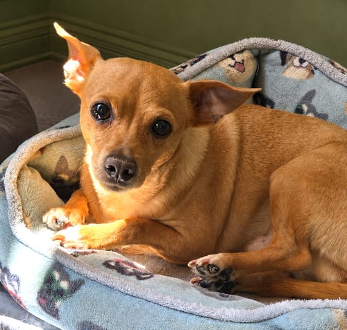 Photo of Sweetheart, adoptable Chihuahua in Fallbrook, California
